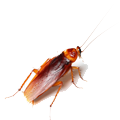 Cockroaches Control Service In Hyderabad