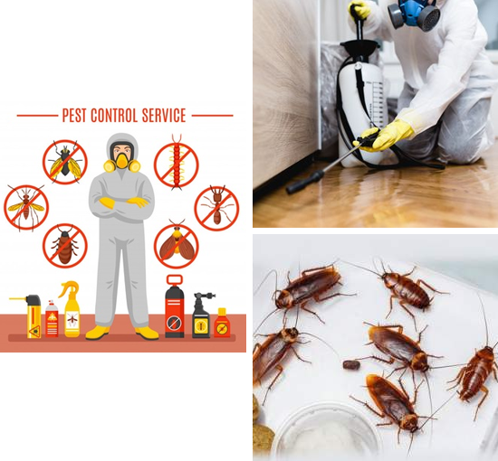 Pest Control Service In Hyderabad